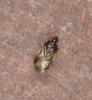 Orius sp.